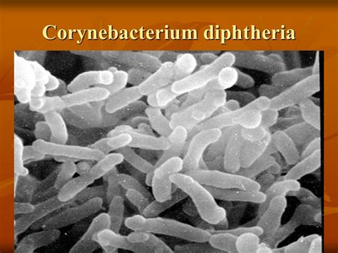 Calf Diphtheria Antibiotic