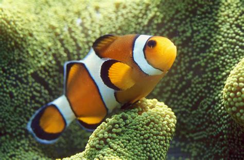 The Difference Between True And False Percula Clownfish