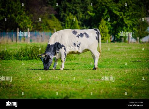 Group Of Cows In Grassland Panorama Stock Photo Alamy