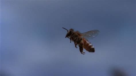 Honey Bees In Extreme Slow Motion Youtube