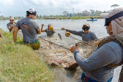 En México De La Pesca Y Acuacultura Dependen 235 Mil Empleos Y Un