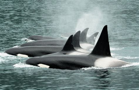 Killer Whales Gulf Watch Alaska
