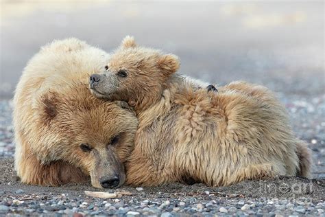 Momma Bear And Cub Napping Photograph By Linda D Lester