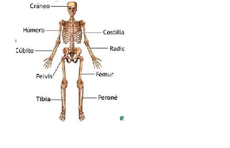 30 Huesos Principales Del Cuerpo Humano