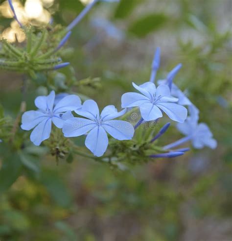 Blue Flowers Stock Image Image Of Evening Flowers 165198311