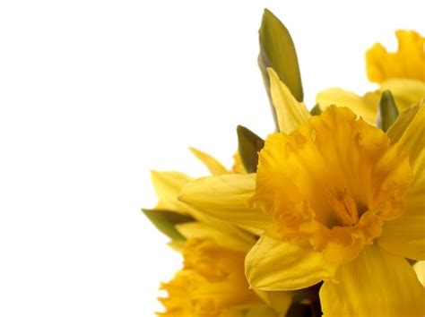 Free Stock Photos Rgbstock Free Stock Images Bunch Of Daffodils