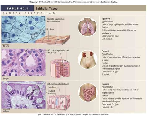 Epithelial Tissues In Human Body