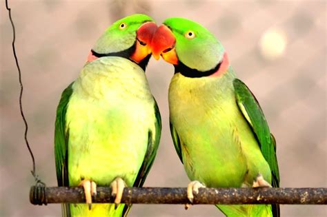 Indian Ringneck Parrot