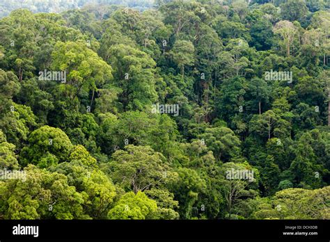 Tall Trees Of Primary Rainforest Stock Photo Alamy