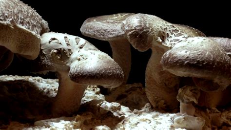 Asadal Bbc The Magic Of Mushrooms 2014