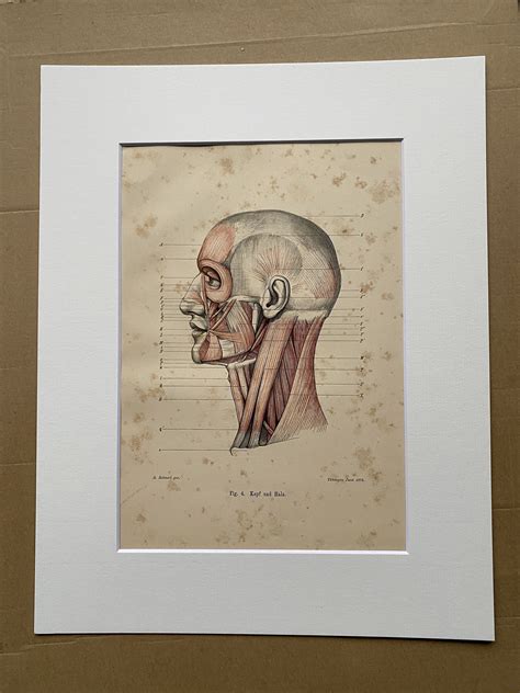 1890 Original Antique Anatomical Print Head And Neck Muscles