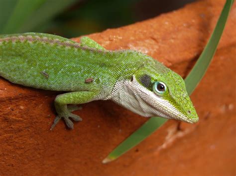 Green Lizard · Free Stock Photo