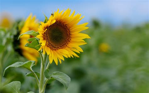 Wallpaper Flower Sunflower Field Photo Hd Desktop Wallpapers