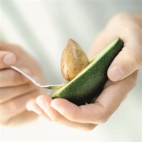 Die avocado ist eine immergrüne, strauchige pflanze. Avocado züchten und pflanzen - Tipps zum Urbangarten