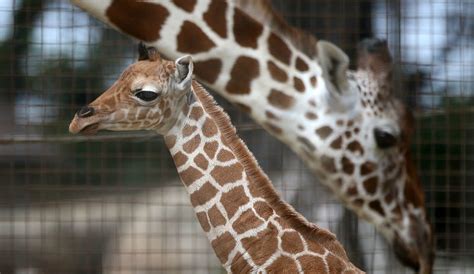 April The Giraffe Top Baby Names Revealed Oliver Meets Son As Animal