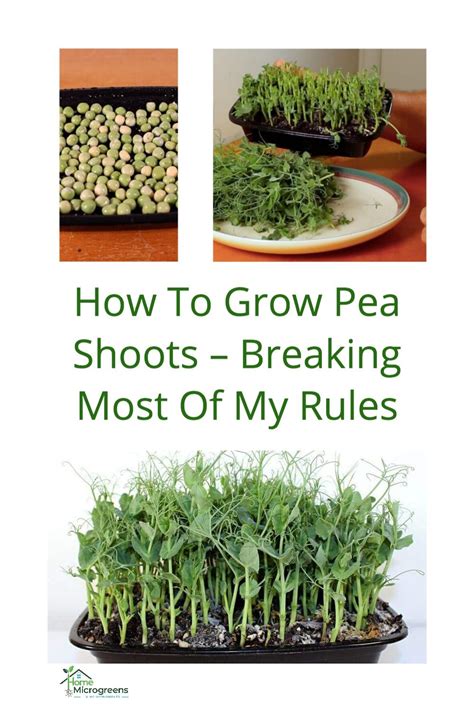 How To Grow Pea Shoots Step By Step Growing Peas Growing Microgreens