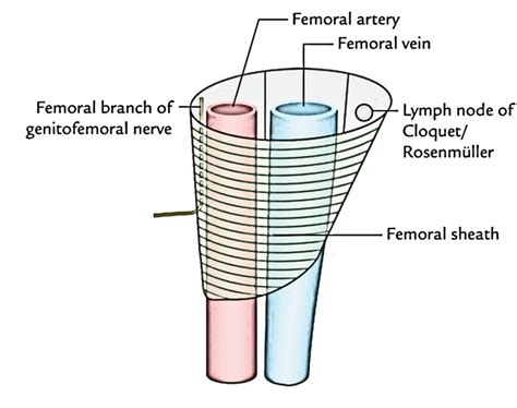 The lateral compartment contains the femoral artery, the intermediate compartment contains the femoral vein, and the medial and smallest compartment is called the femoral canal. Easy Notes On 【Femoral Sheath】Learn in Just 4 Minutes ...