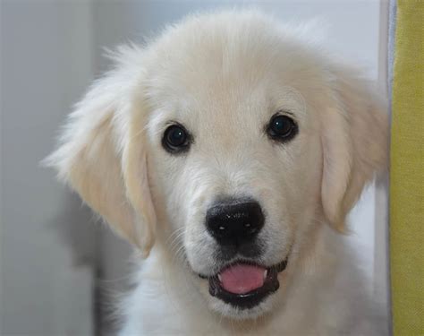 Newborn White Golden Retriever Puppies Why Buy A Golden Retriever