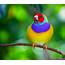World Beautiful Birds  Gouldian Finches Information & Lates