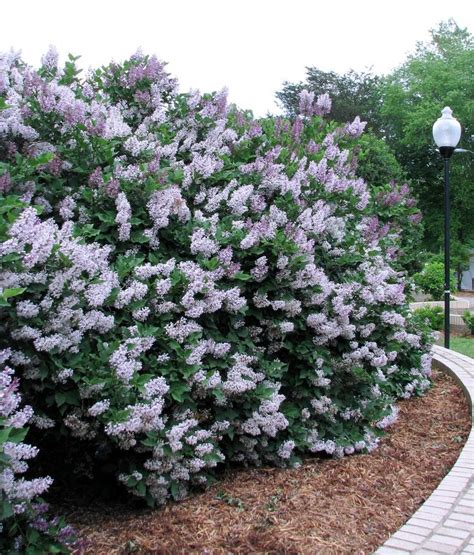 See more ideas about shrubs, flowering bushes, flowering shrubs. 146 best images about Zone 5 Deer-resistant Plants on ...