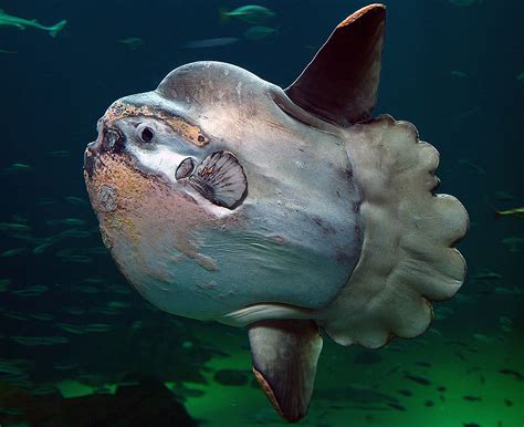 Real Monstrosities Ocean Sunfish