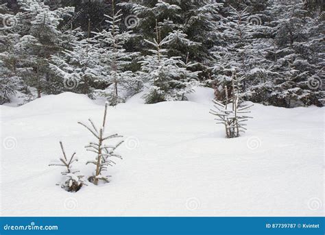 Snowy Meadow With Sprouts Of Tree In The Winter Forest Stock Image