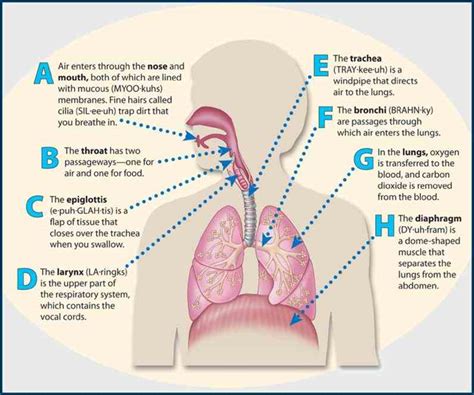 All Parts Of The Respiratory System And Their Functions Medicinebtg