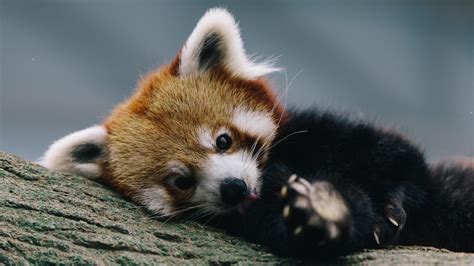 Cute Baby Red Pandas Wallpapers Top Free Cute Baby Red Pandas