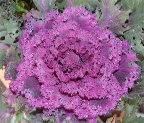 Photo Of The Entire Plant Of Flowering Kale Brassica Oleracea Red