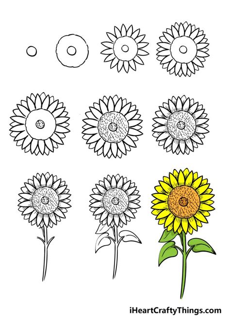Sunflower Drawing How To Draw A Sunflower Step By Step