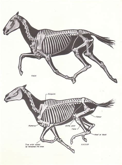 This is an interesting interpretation-not anatomical of equine a