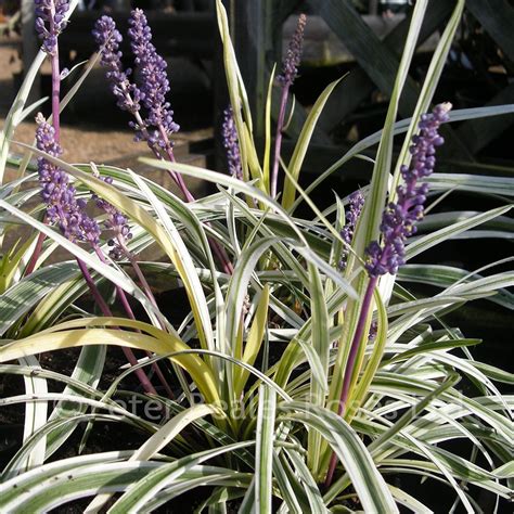 Liriope Muscari Silvery Sunproof Lilyturf Peter Beales Roses The