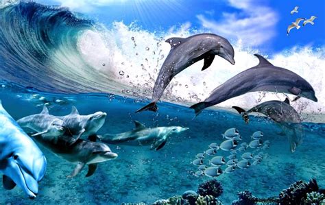 50 Moving Dolphin Wallpaper Wallpapersafari