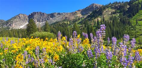 Utahs Best Wildflower Hiking And Summer Fun At Alta Utah Summer