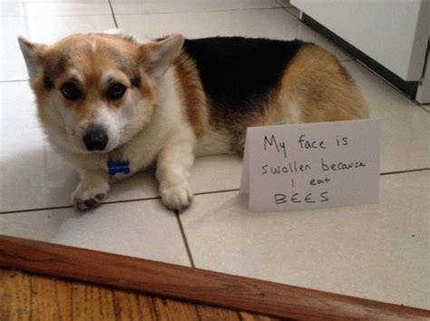 The Real Cause Of Dwindling Bee Population