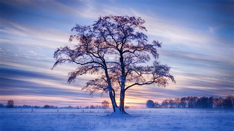 2560x1440 Evening Winter Trees Snow 5k 1440p Resolution Hd 4k