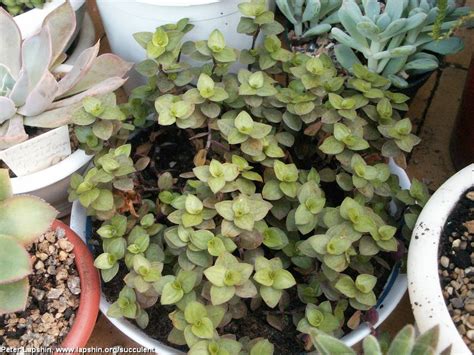 This plant has small leaves that range from green care of callisia repens variegata: Callisia repens