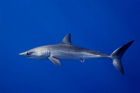 Mako Shark Facts For Kids Shark Species Dk Find Out