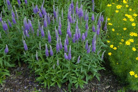 Scented plants are very appealing to gardeners, but not to deer. Landscape Plants Rated by Deer Resistance (Rutgers NJAES)