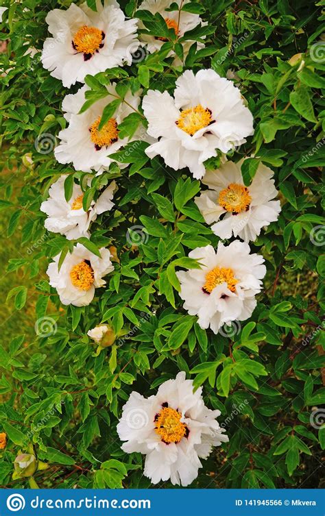A Flower Of A Peony Tree With White Large Petals And A