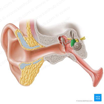Das Ohr Anatomie Strukturen Und Funktion Kenhub