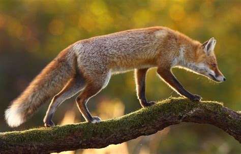 Le Renard Est De Face De Dos Ou De Profil Pet Fox Canadian
