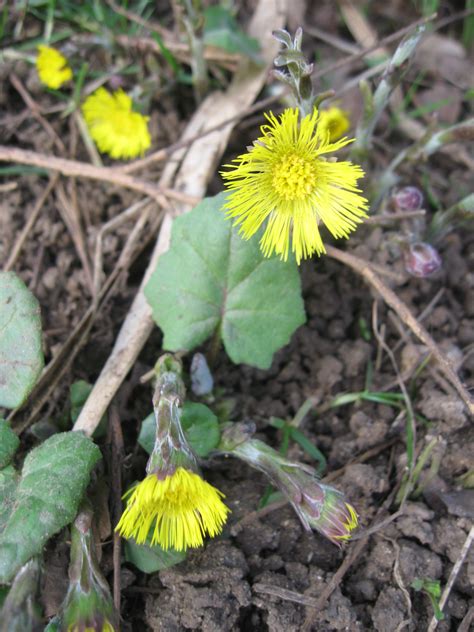 Located within the heart of welwyn garden city, one of the uk's most unique and picturesque towns, you'll find the store of lambert's flower. Coltsfoot | Plant-Lore