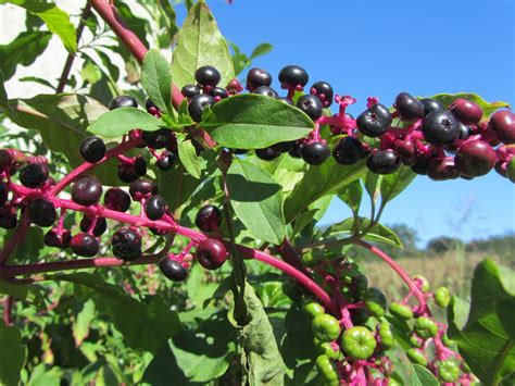 Il glicine lawrence produce lunghissimi grappoli pieni di. Uva Turca (Phytolacca americana), un'Infestante dalle ...