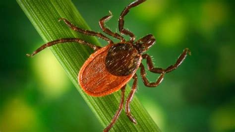 Blood Sucking Ticks And The Diseases They Carry Nbc4 Washington