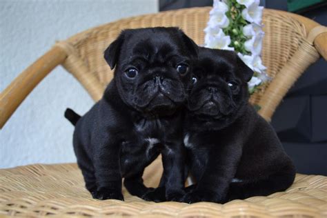 Pug Puppies For Sale Baltimore Md 110707 Petzlover