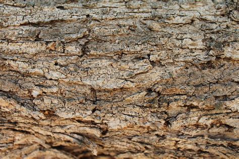 Bark wood texture free image