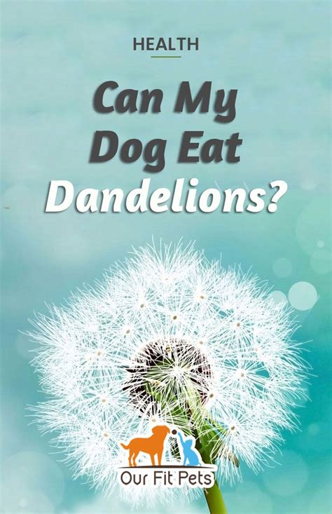 Слово не обух, в лоб не бьёт. Can my dog eat Dandelions? | Our Fit Pets | Dog eating ...
