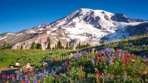 Mount Rainier National Park Washington State Explorer Sue