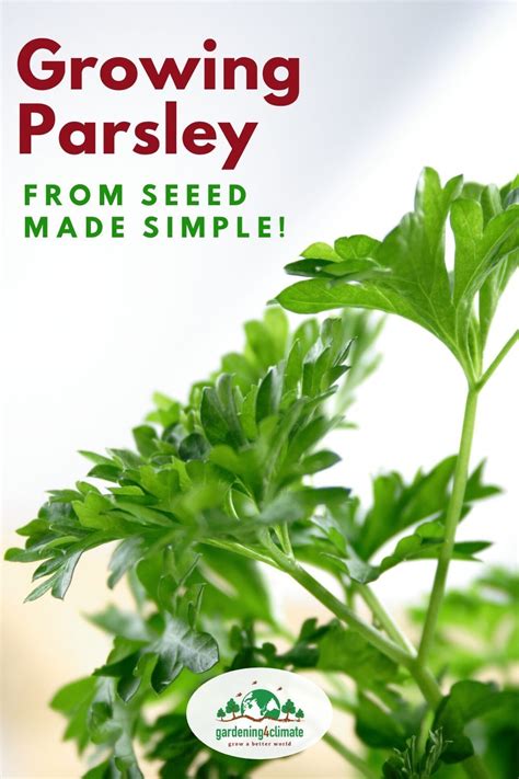 How To Grow Parsley Seed Home And Garden Reference